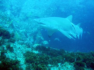 Grey Nurse Shark at Julian Rocks