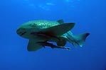 Leopard Shark