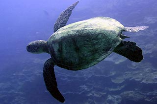 Green Turtle