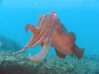 Giant Cuttlefish