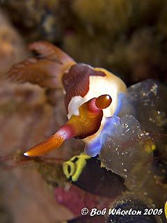 Nembrotha ritulans & tunicate