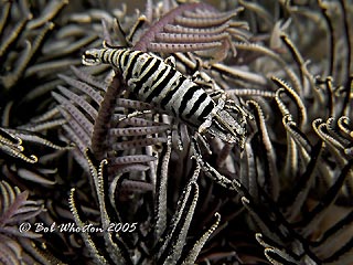 Crinoid Shrimp I