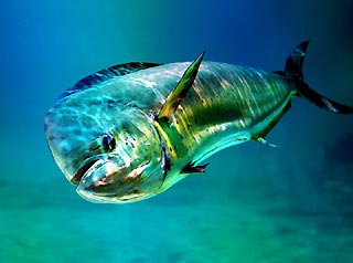 Dolphinfish in Splendour