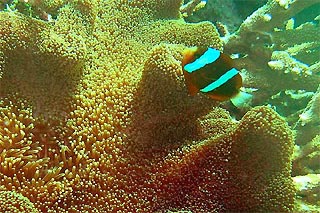 Great Barrier Reef Anemone Fish with Anemone