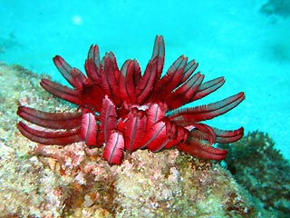 Flinders Featherstar