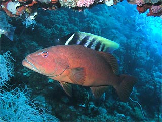 Coral Trout