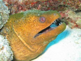 That's a Moray!