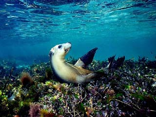 Sea Lion