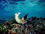 Sea Lion