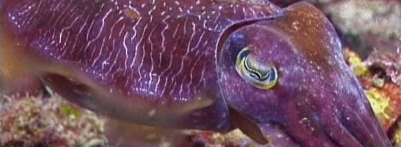 Cuttelfish, Julian Rocks at Byron Bay