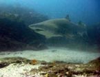 Grey Nurse Shark (Carcharias taurus), Julian Rocks at Byron Bay