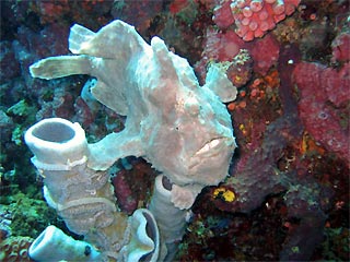 Frog Fish