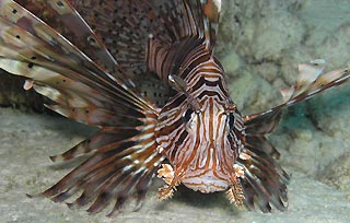 Close up and Personal (Lionfish)