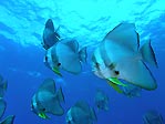 Tallfin Batfish, Platax teira, at Christmas Island