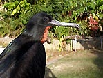 A male Frigate bird on CHristmas Island