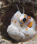 Passport Shot for Mr Blenny