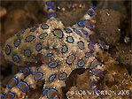 Blue Ringed Octopus