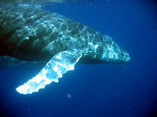 Humpback Whale