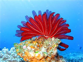 Feather Star