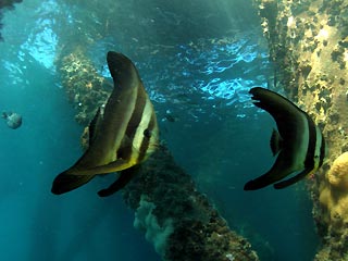 Two Bat Fish