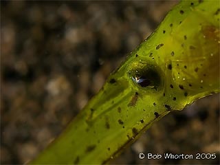 Robust Ghost Pipefish