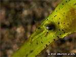 Robust Ghost Pipefish