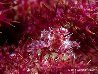 Soft Coral Crab