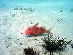 Blue-lined Goatfish