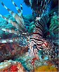 Lion Fish