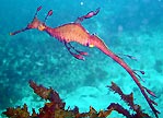 Weedy Seadragon