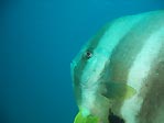 Tall-fin Batfish at Ningaloo Reef, Exmouth