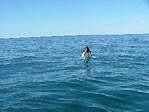 whale at Ningaloo Reef, Exmouth