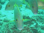 Sweetlips at Ningaloo Reef, Exmouth