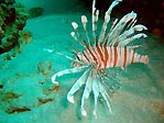 Common Lionfish at Ningaloo Reef, Exmouth