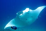 Manta Ray at Ningaloo Reef, Exmouth