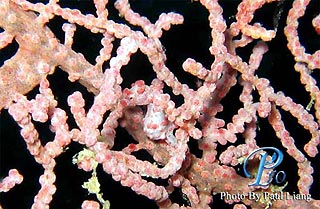 Pygmy Seahorse