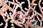 Pygmy Seahorse