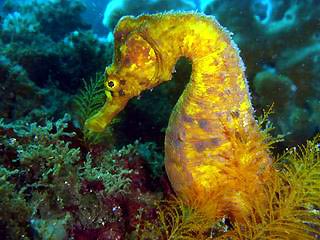 Seahorse at Bare Island