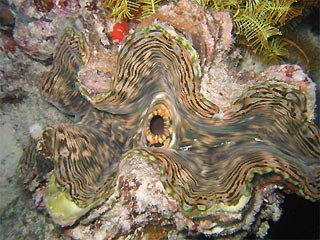 Giant Clam