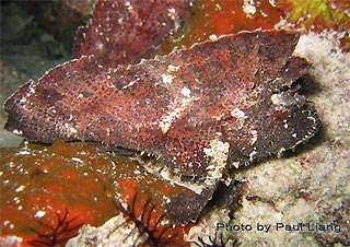 Leaf Scorpionfish