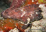 Leaf Scorpionfish