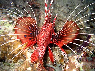 Spotfin Lionfish