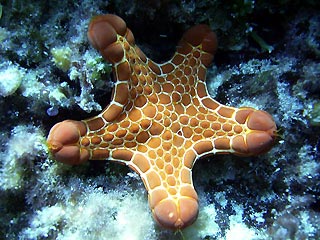 Biscuit Star at Rottnest