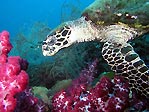 Hawksbill Turtle on the Yongala