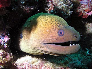 Giant Moray on the Yongala