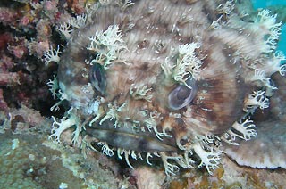 Western Frogfish at Exmouth