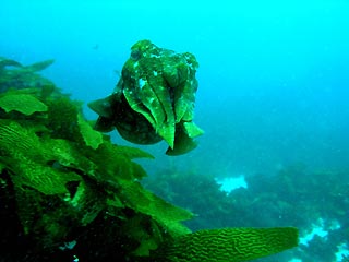 Cuttelfish at Perth