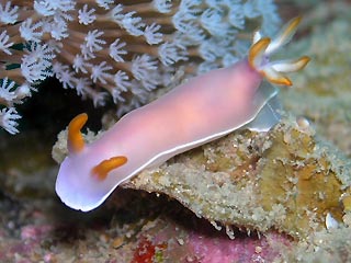 <em>Hypselodoris bullocki</em>