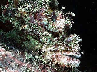 Scorpionfish at Beqa Lagoon