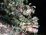 Scorpionfish at Beqa Lagoon